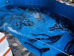 -台山第一家兴华黄鳝饭·黄鳝婆(合水分店)