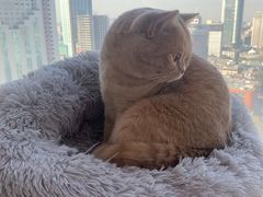 -Catmate·猫肥家润(金润铂宫店)