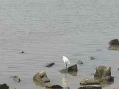 -深圳湾公园(南山区)
