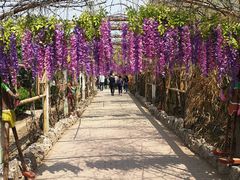 -呀路古热带植物园
