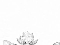 -金莲花广场