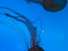 -太平洋海底世界