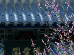 -梅花山(明孝陵内)