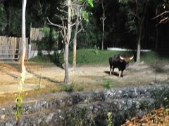 -清迈夜间动物园