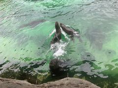-珠海长隆海洋王国
