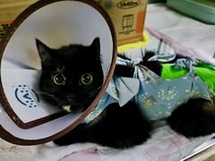 -谐和益家动物医院·免疫绝育·血液透析·宠保定点医院(高新伊藤分院)