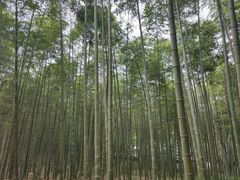 -大奇山国家森林公园
