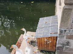 -苏州文庙(姑苏区)