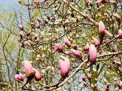 -大兴滨河森林公园