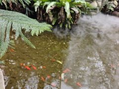 -石家庄市植物园