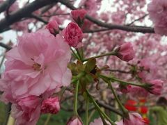 -天适樱花悠乐园