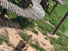 -西霞口神雕山野生动物世界