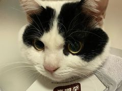 -四月宠物医院·猫专科·心脏专科·内科(转塘店)