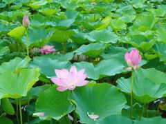 -桃花岛景观公园