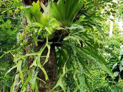 -中国科学院西双版纳热带植物园