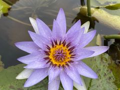 -深圳仙湖植物园