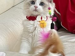 -lincat·猫舍(广州店)