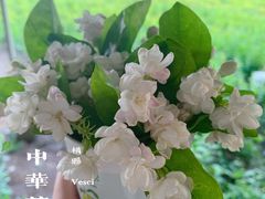 景点-中华茉莉园