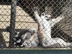 -哈尔滨北方森林动物园