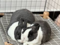 -宠物兔专门店(天丰利市场店)