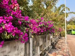 -中国科学院西双版纳热带植物园