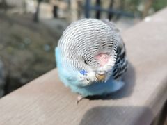 -燕塞湖鸟语林景区
