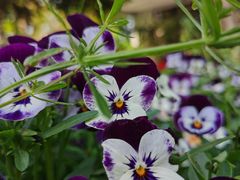 -新虹桥中心花园