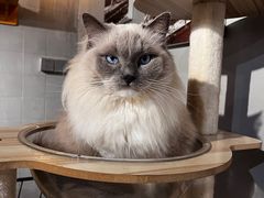 -豆逗聊愈猫阁Easy Life