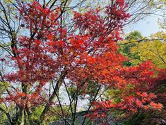 -杭州半山国家森林公园