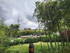 -大唐贡茶院