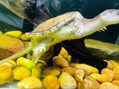 -广州长隆飞鸟乐园
