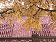 -三里屯东五街银杏大道