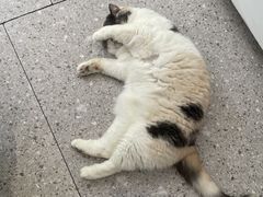 -四月宠物医院·猫专科·心脏专科·内科(转塘店)