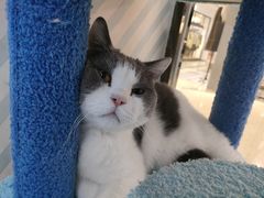 -糯米喵星人·撸猫猫舍咖啡馆(西市场嘉华店)