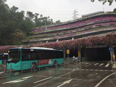 -深圳仙湖植物园-停车场