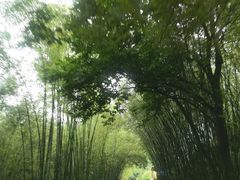 -蜀南竹海景区