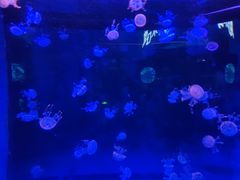 -芜湖新华联大白鲸海洋公园