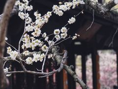 -杭州植物园