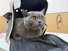 -瑞派康怡24h宠物医院·犬猫医疗中心·微创绝育(瑞景分院)