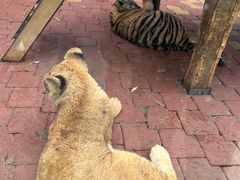 -大连森林动物园