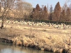 -溱湖国家湿地公园