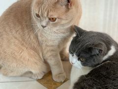 -Catmate·猫肥家润(金润铂宫店)