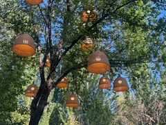 -十亩森林
