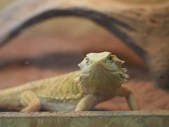 -Rabbit Cafe私房西餐甜点咖啡(栖霞路店)