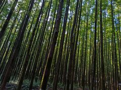 -山王坪喀斯特国家生态公园