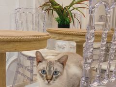 -共舞时光猫咖·狗咖(新街口店)