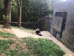 -都江堰中华大熊猫苑