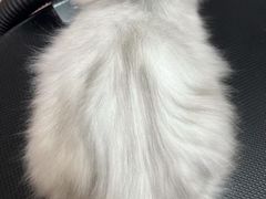 -唐小姐の私宠·宠物洗护美容·撸猫馆·购宠(周浦万达旗舰店)