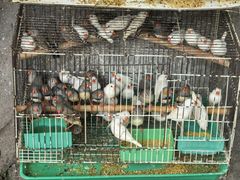 -溪岸路花鸟市场