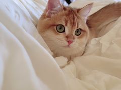 -猫大福·Fortune Cat猫舍(百子湾店)